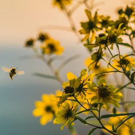 克雷姆斯公寓 * 特里尔